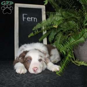 Fern, Border Collie Puppy