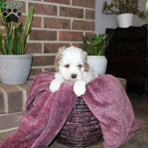 Kenny, Cockapoo Puppy