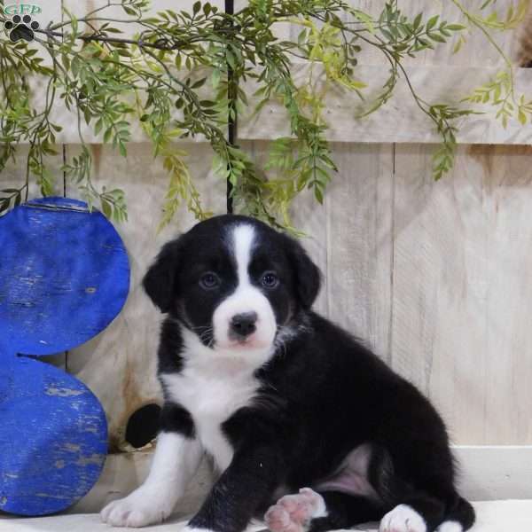 Blazer, Border Collie Puppy