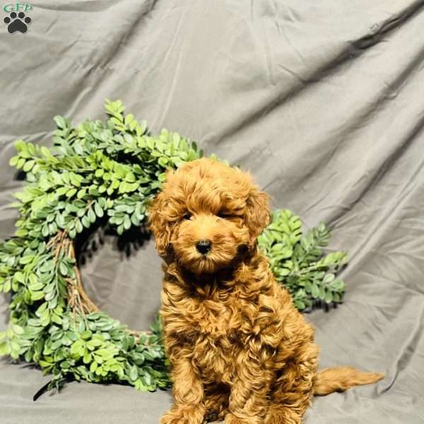 Shadow, Mini Goldendoodle Puppy