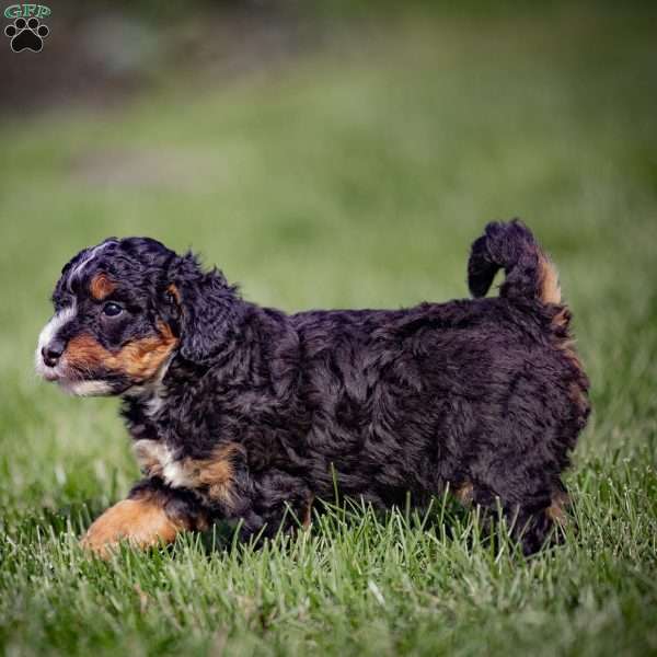 Gaby, Mini Bernedoodle Puppy