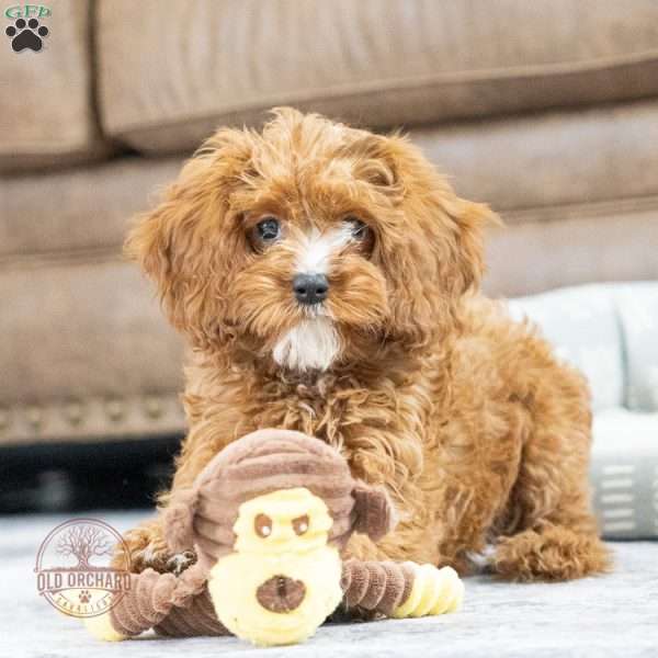 Sage, Cavapoo Puppy