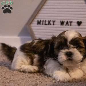 Milky Way, Shih Tzu Puppy