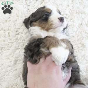 Rex, Mini Bernedoodle Puppy