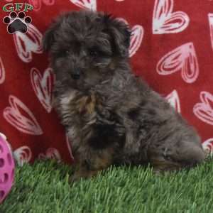 Sasha, Aussiedoodle Puppy