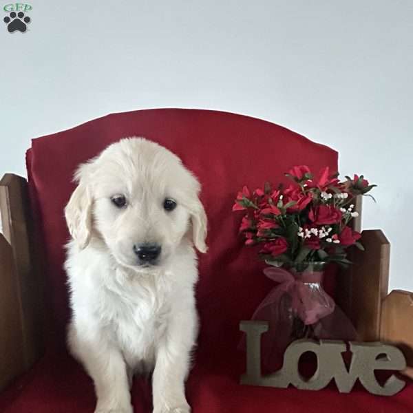 Cameron, English Cream Golden Retriever Puppy