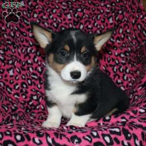 Pepper, Pembroke Welsh Corgi Puppy