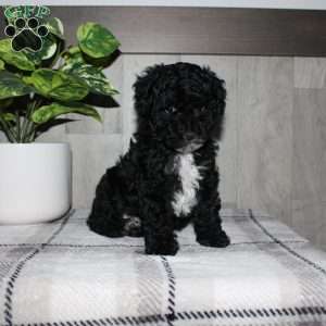 Molly, Miniature Poodle Puppy