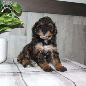 Jolly, Miniature Poodle Puppy