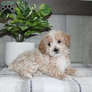 Dolly, Miniature Poodle Puppy