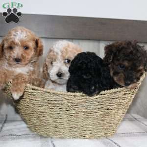 Jolly, Miniature Poodle Puppy