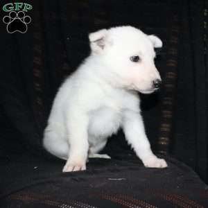 Marcus, German Shepherd Puppy