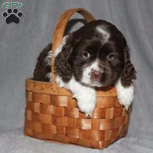 Larry, Cocker Spaniel Puppy