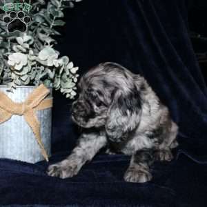 Lacey, Cocker Spaniel Puppy