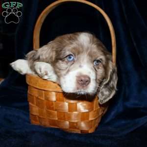 Leo, Cocker Spaniel Puppy