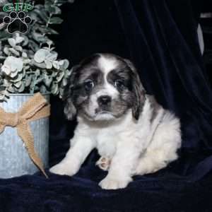 Lucas, Cocker Spaniel Puppy