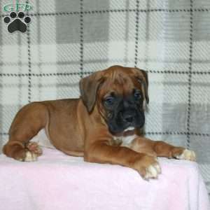 Spirit, Boxer Puppy