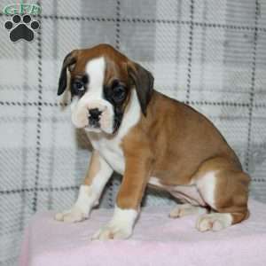 Spice, Boxer Puppy