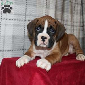 Snickers, Boxer Puppy