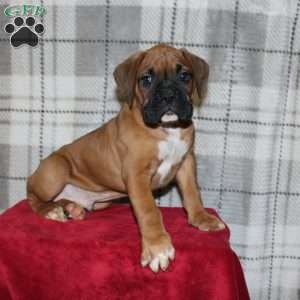 Snoopy, Boxer Puppy