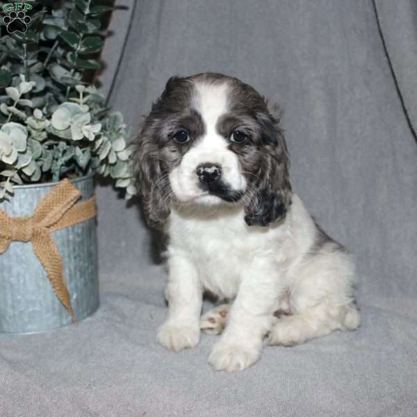 Lucy, Cocker Spaniel Puppy