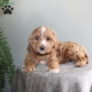 Janey, Mini Aussiedoodle Puppy