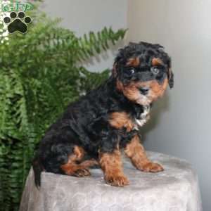 Julie, Mini Aussiedoodle Puppy