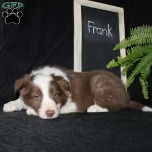 Frank, Border Collie Puppy