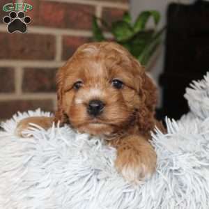 Katie, Cockapoo Puppy