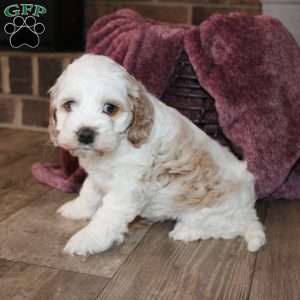 Kali, Cockapoo Puppy