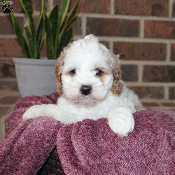 Kenny, Cockapoo Puppy