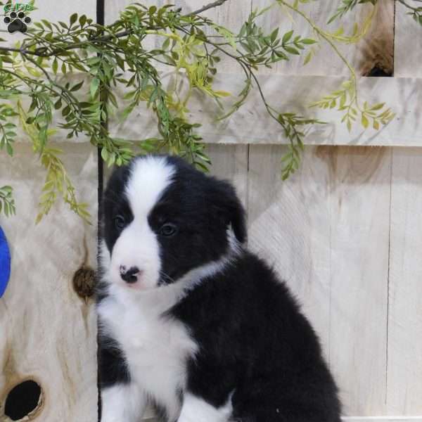 Arrow, Border Collie Puppy