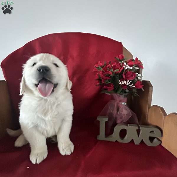 Jameson, English Cream Golden Retriever Puppy