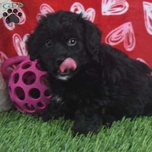 Quincy, Aussiedoodle Puppy