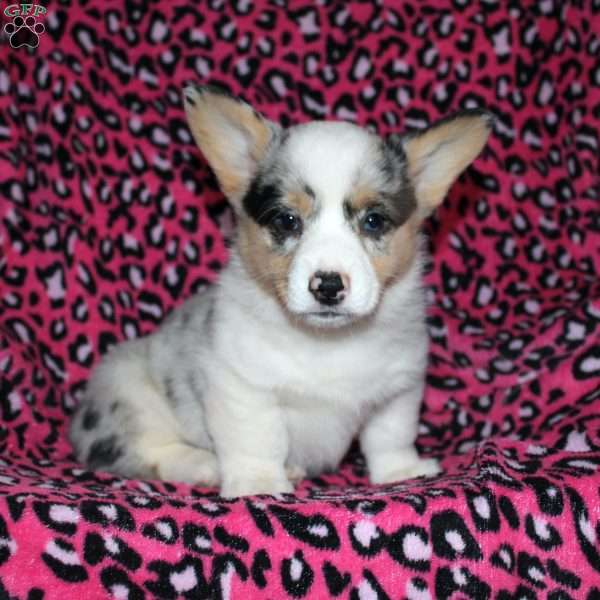 Pansy, Pembroke Welsh Corgi Puppy