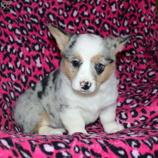 Princess, Pembroke Welsh Corgi Puppy