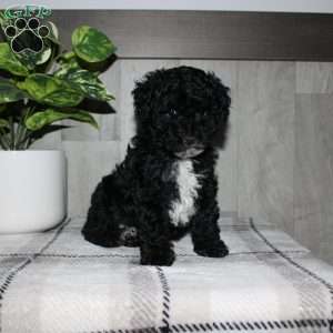 Molly, Miniature Poodle Puppy