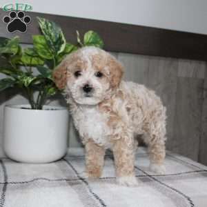 Dolly, Miniature Poodle Puppy