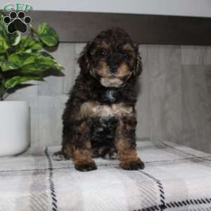 Jolly, Miniature Poodle Puppy