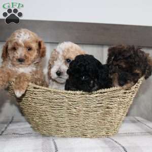 Jolly, Miniature Poodle Puppy