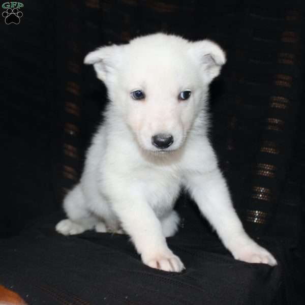 Marcus, German Shepherd Puppy