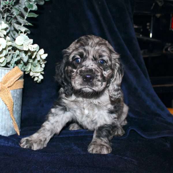 Lacey, Cocker Spaniel Puppy