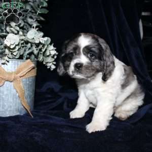 Lucas, Cocker Spaniel Puppy