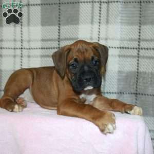 Spirit, Boxer Puppy