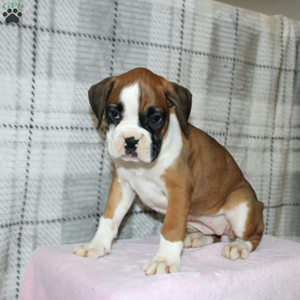 Spice, Boxer Puppy