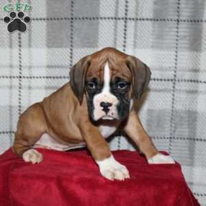 Snickers, Boxer Puppy