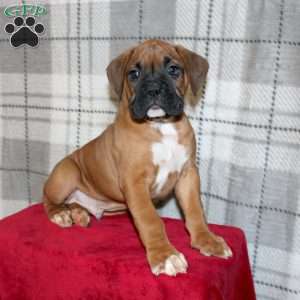 Snoopy, Boxer Puppy