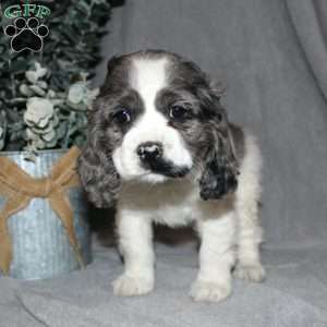 Lucy, Cocker Spaniel Puppy