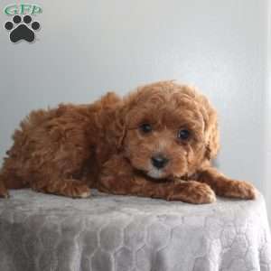 Joanna, Mini Aussiedoodle Puppy