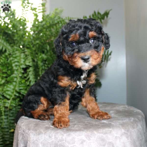 Julie, Mini Aussiedoodle Puppy